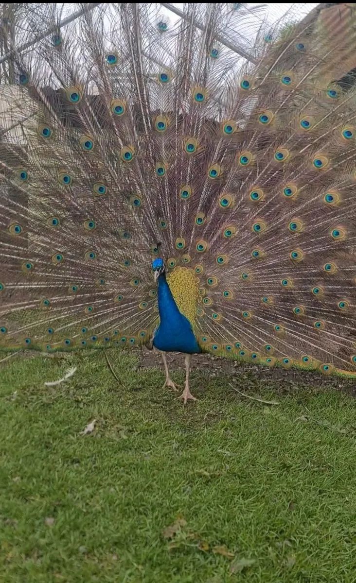 Peacock - Image 3