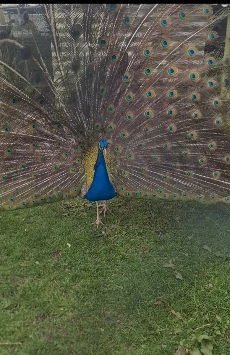 Peacock - Image 4