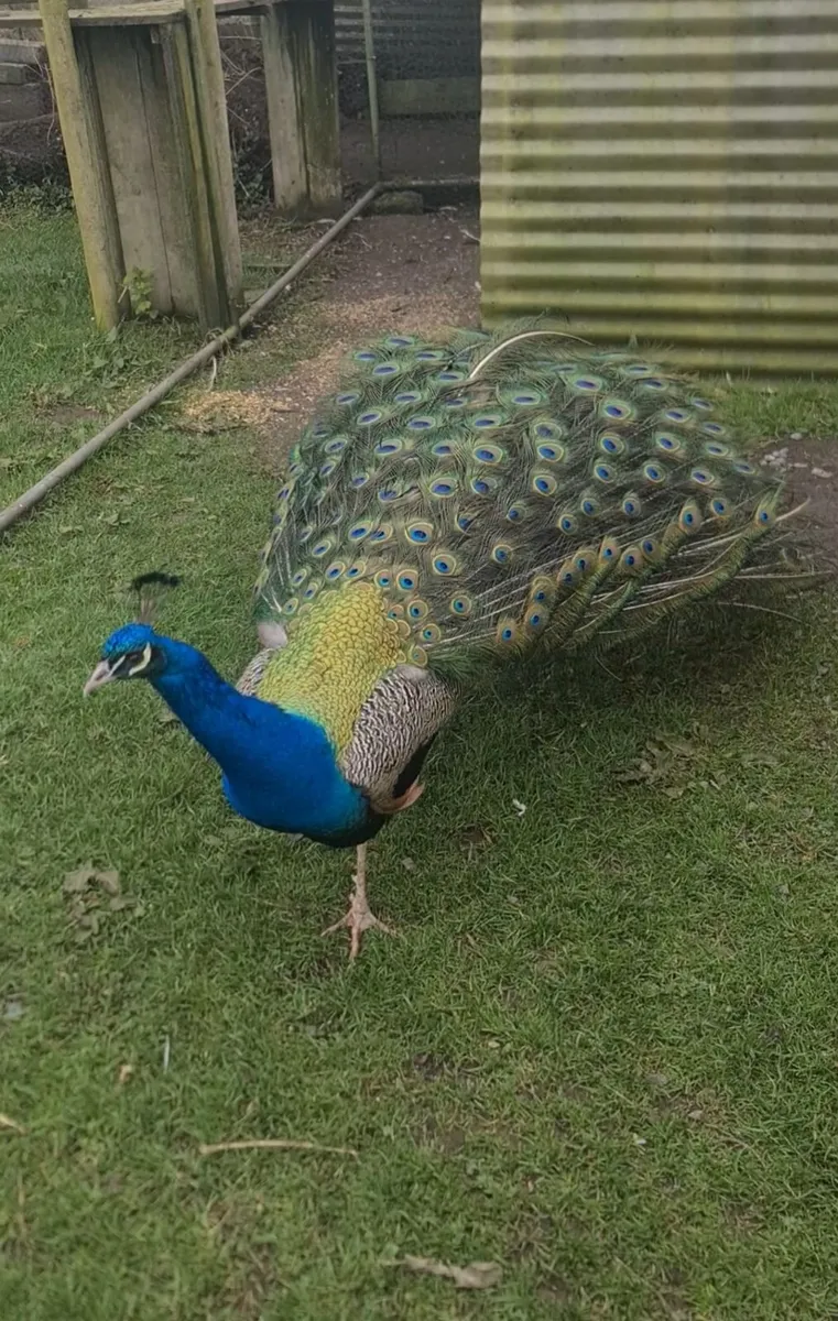 Peacock - Image 1