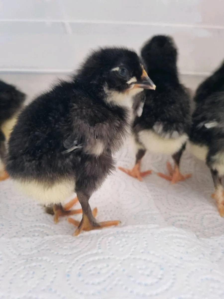 Aracuana chicken - Image 4