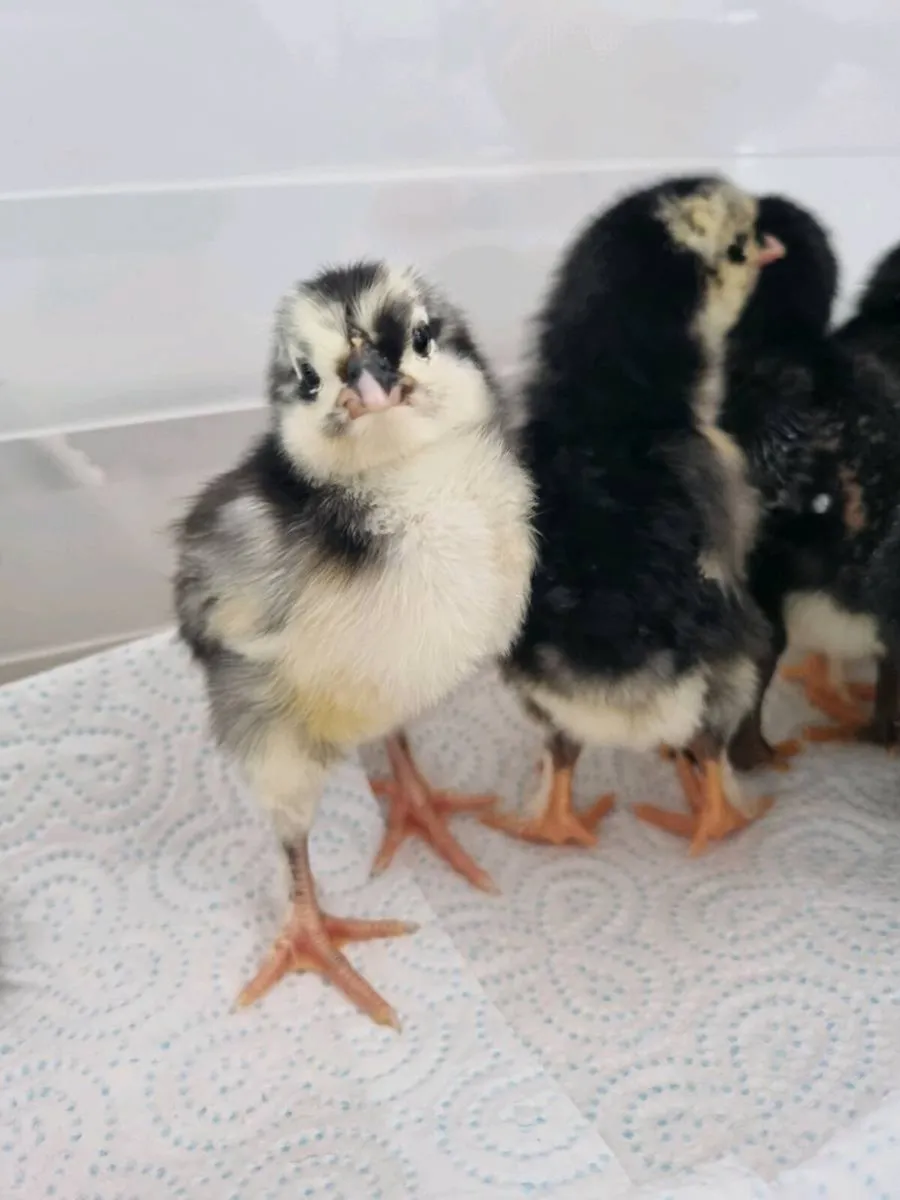 Aracuana chicken - Image 1
