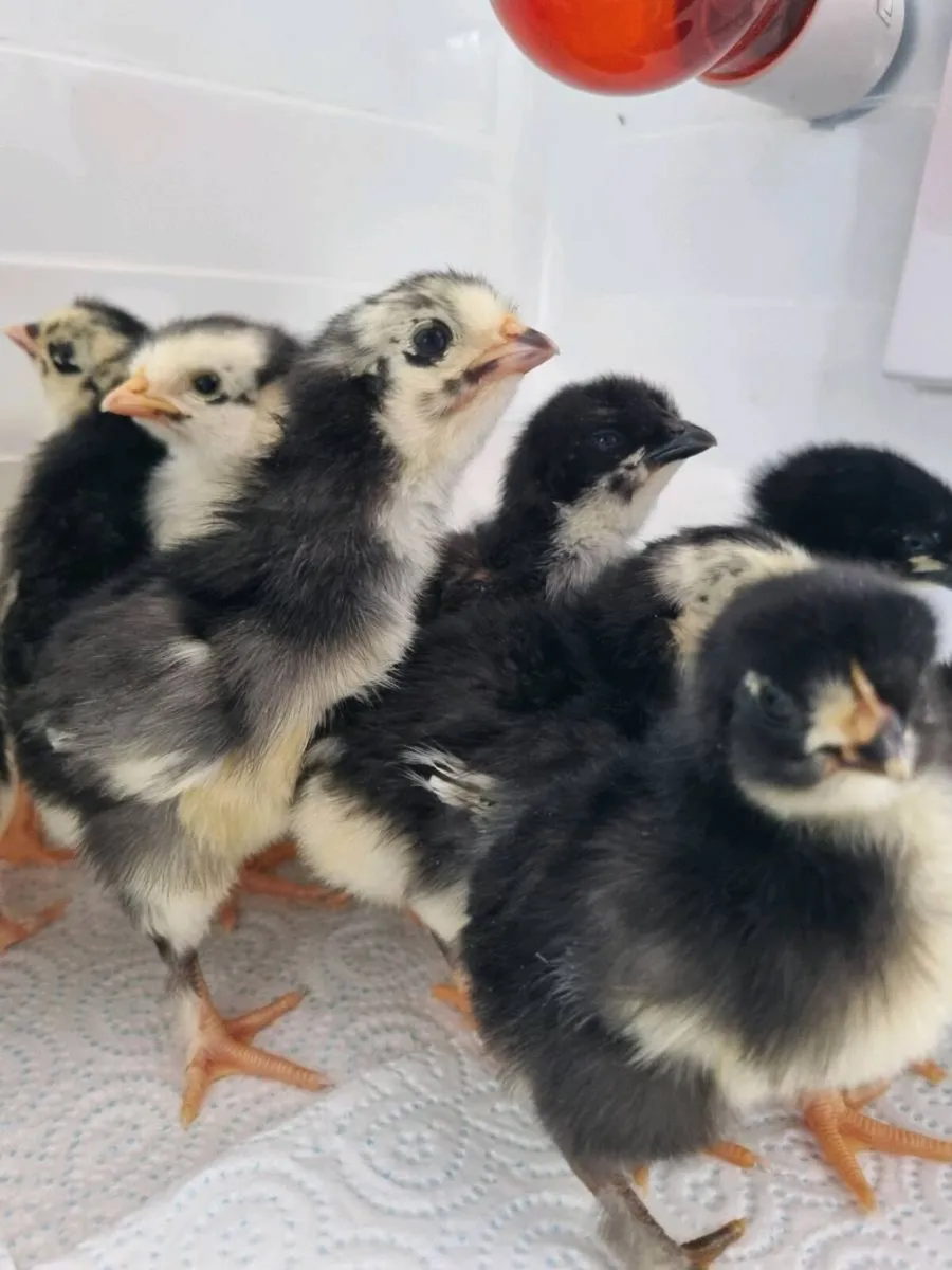 Aracuana chicken - Image 2