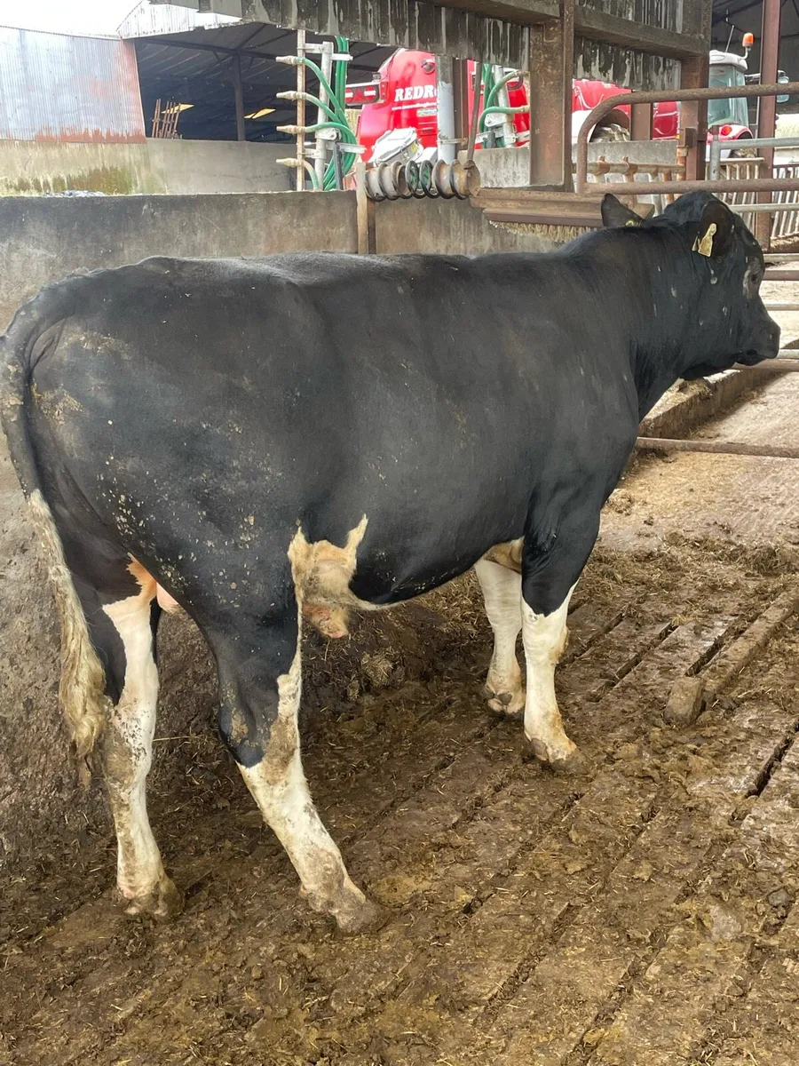 High EBI Breeding Bull - Image 1