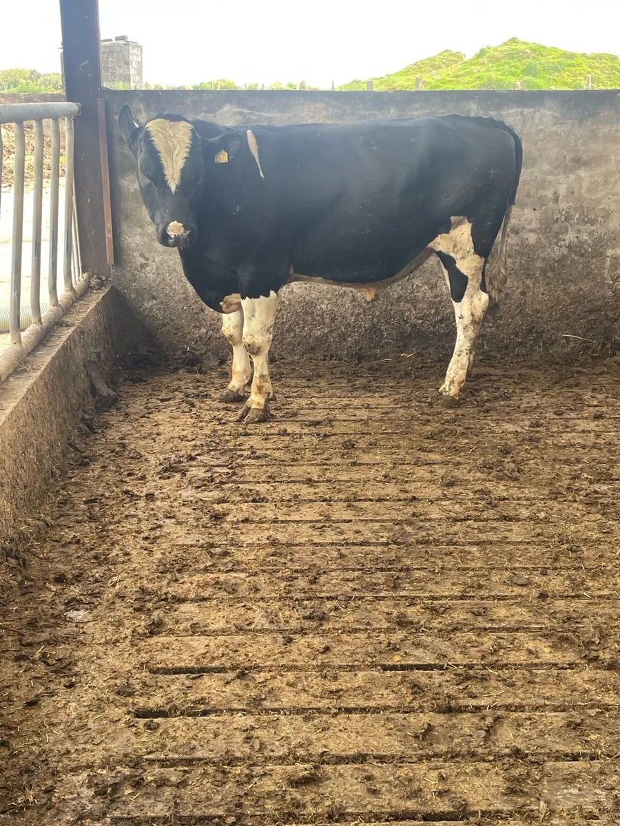 High EBI Breeding Bull - Image 2