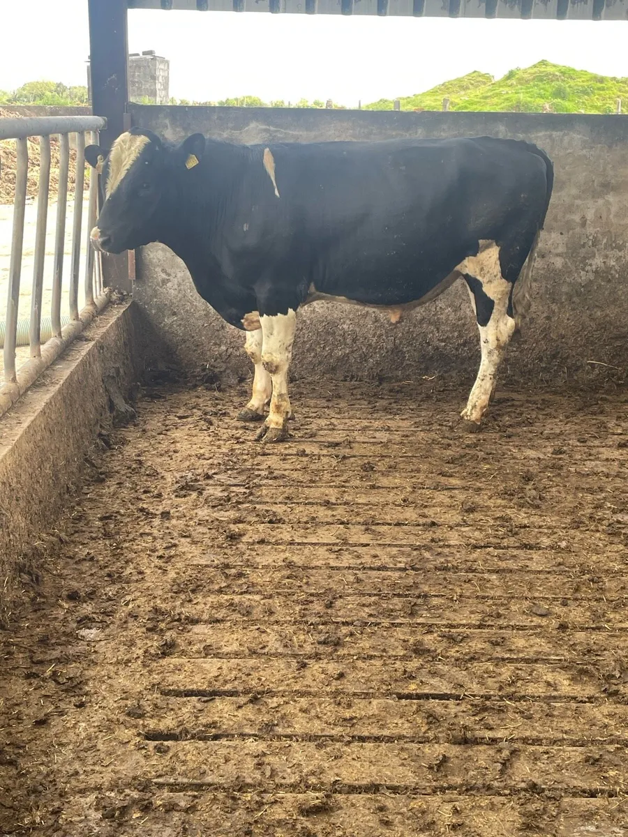 High EBI Breeding Bull - Image 3