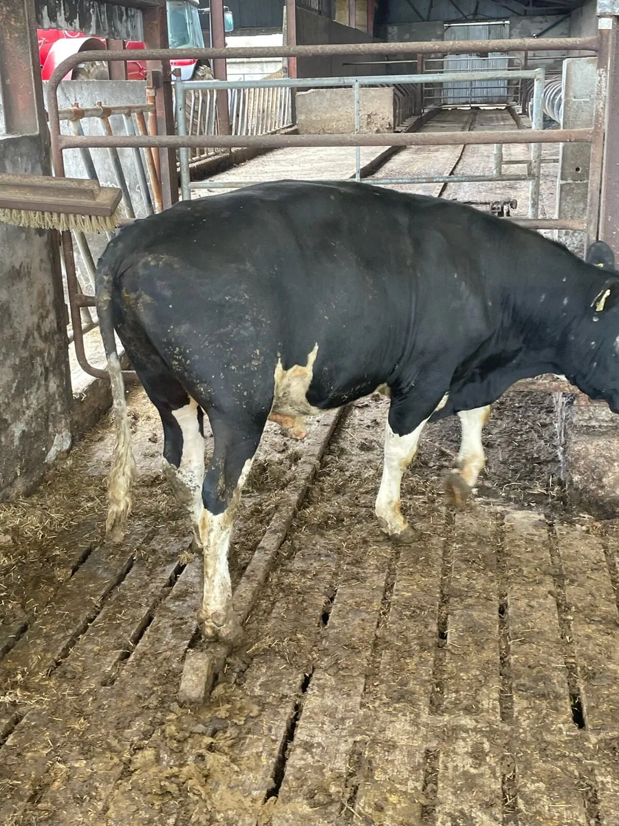 High EBI Breeding Bull - Image 4