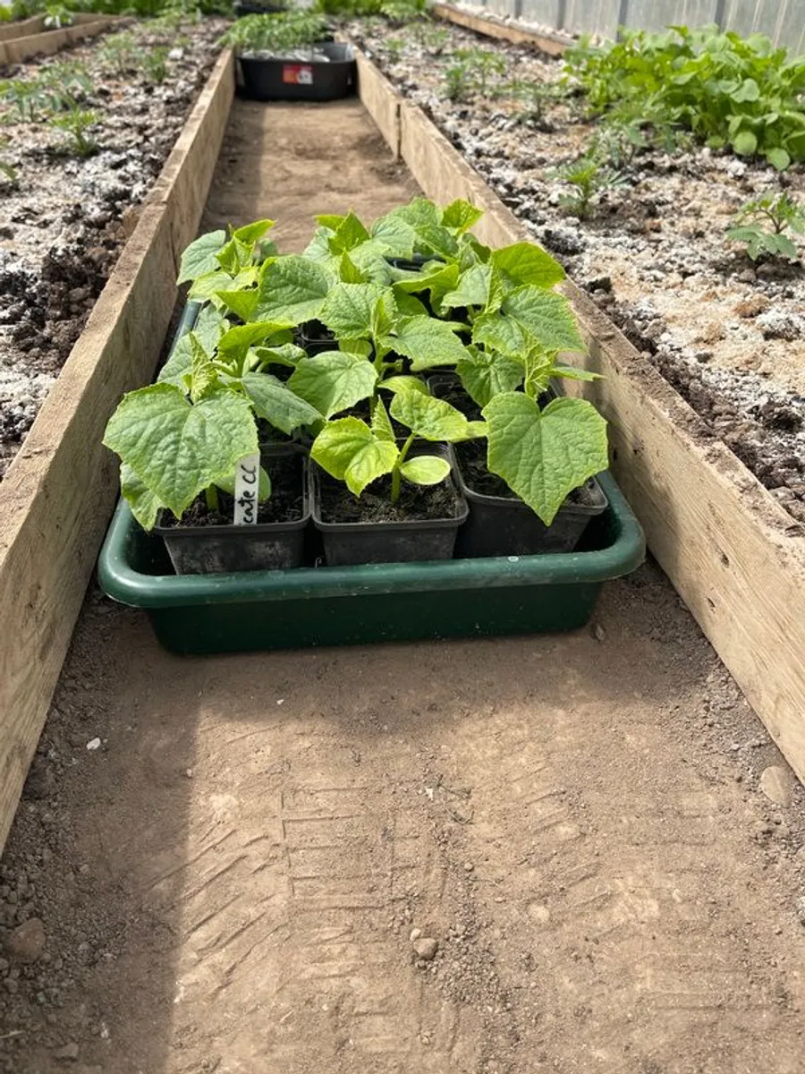 Garden - Image 4