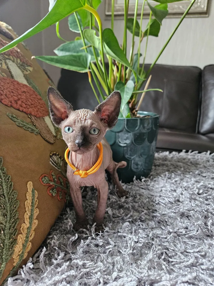 Sphynx kitten - Image 2