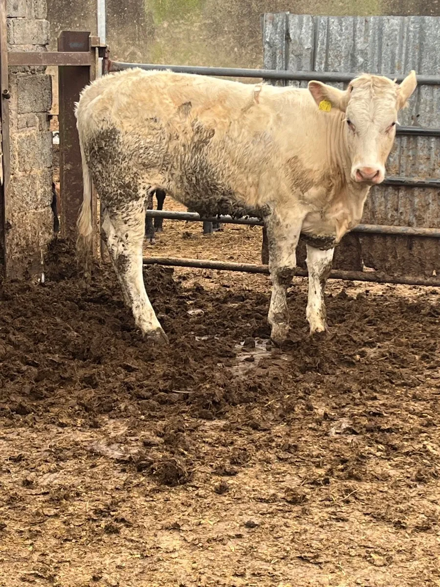 8 serious u grading store heifers - Image 1
