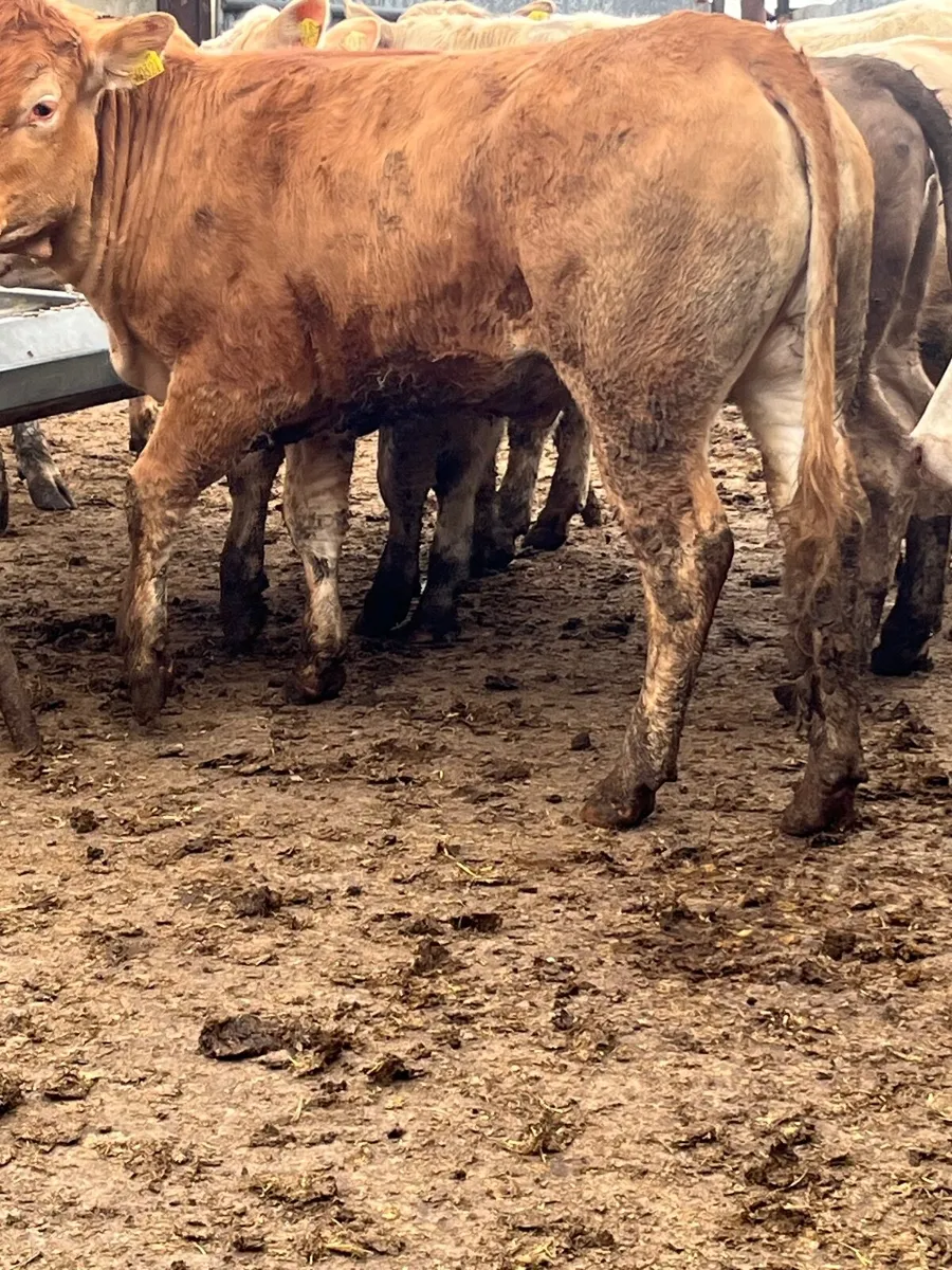 8 serious u grading store heifers - Image 4