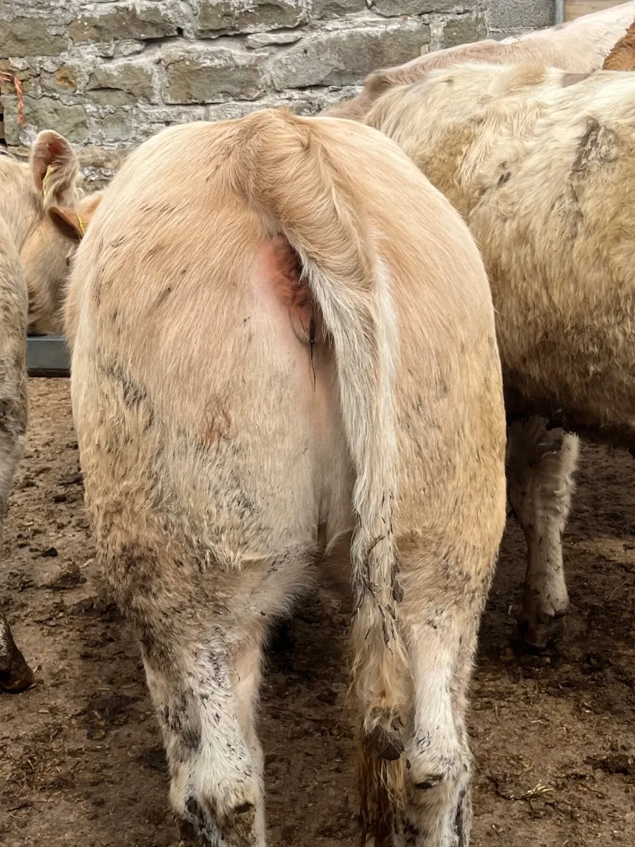 8 serious u grading store heifers - Image 2