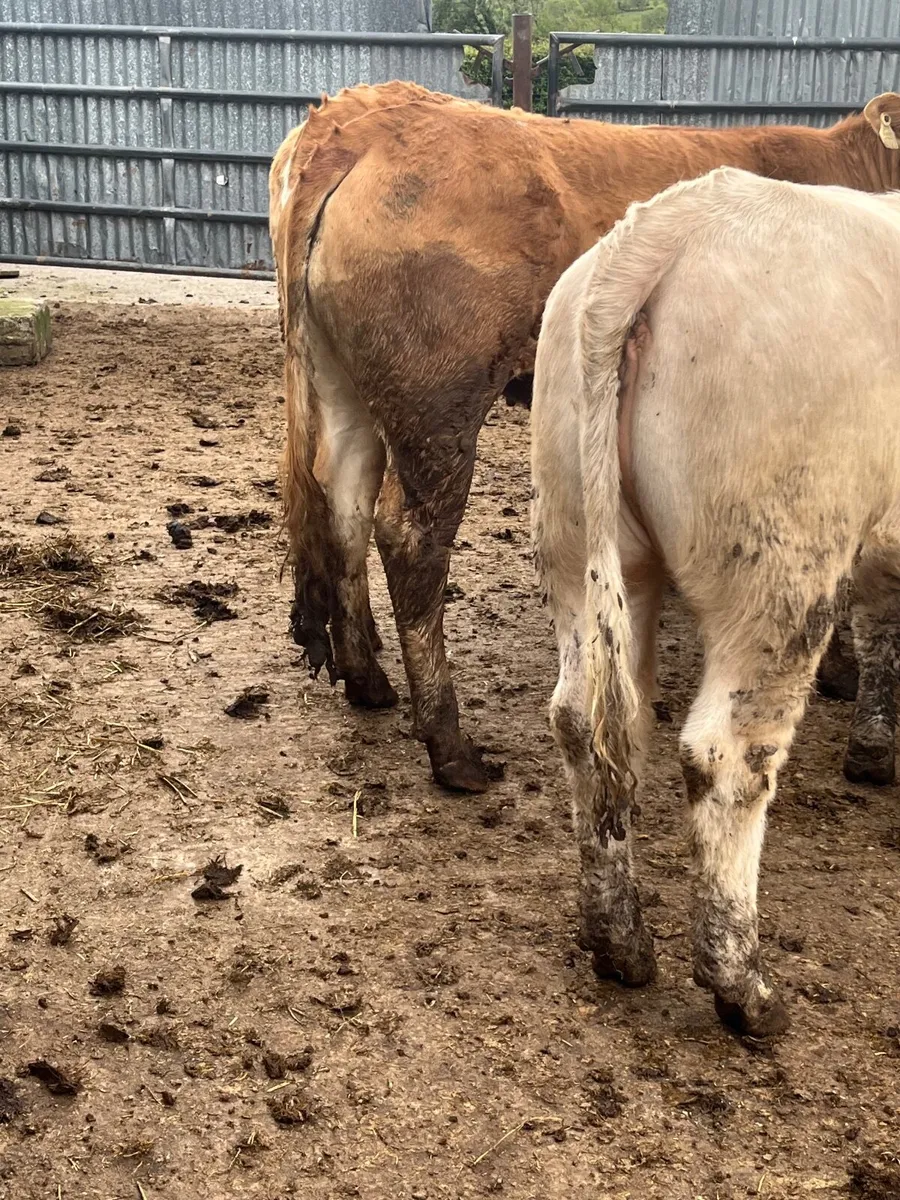 8 serious u grading store heifers - Image 3