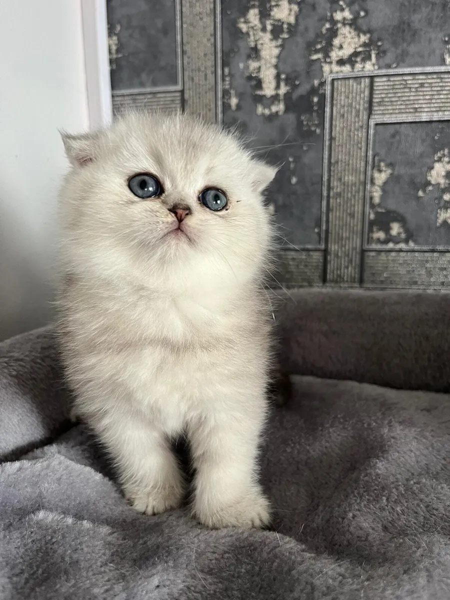 Scottish fold  and straight kittens - Image 2