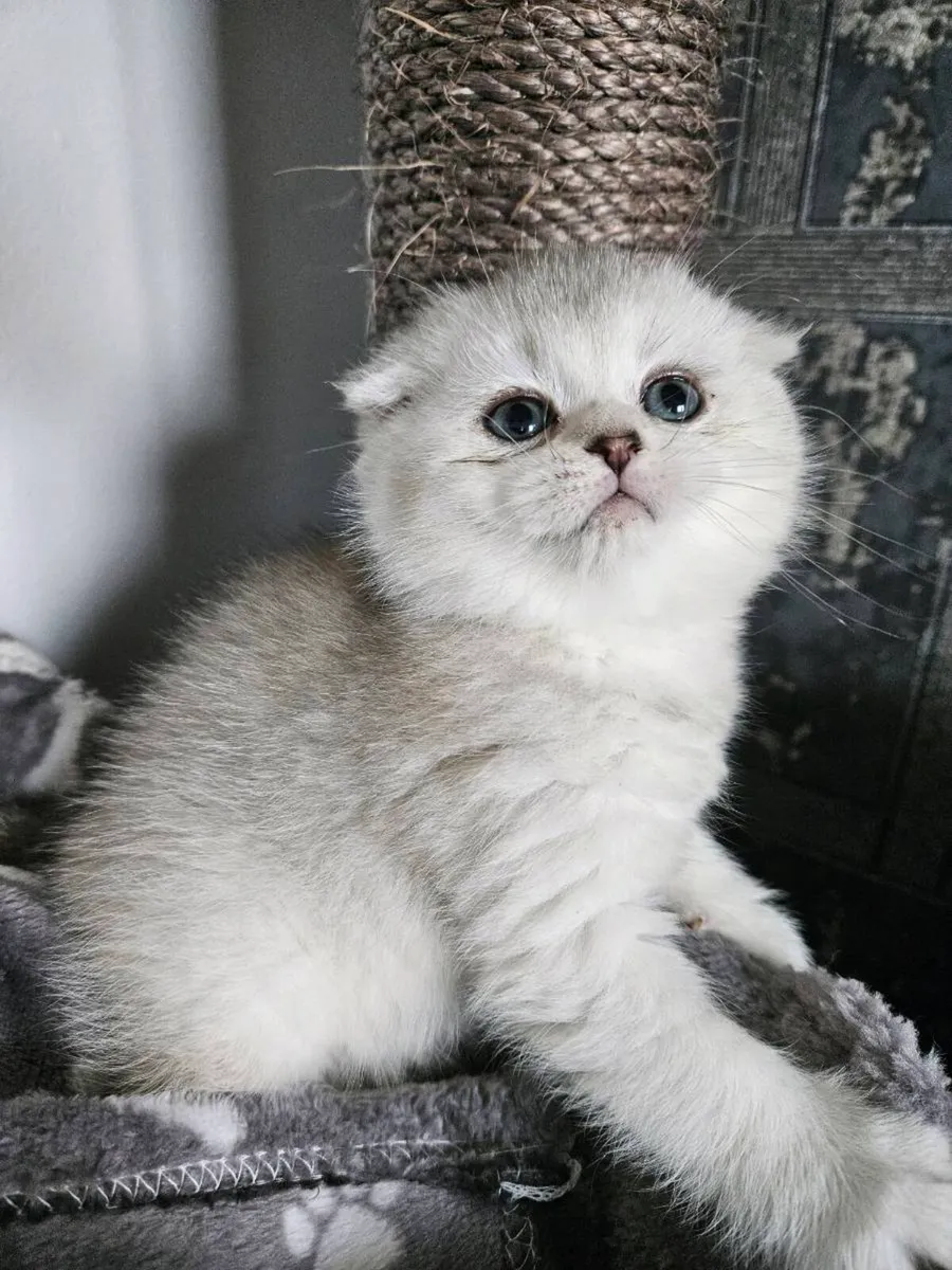 Scottish fold  and straight kittens - Image 3