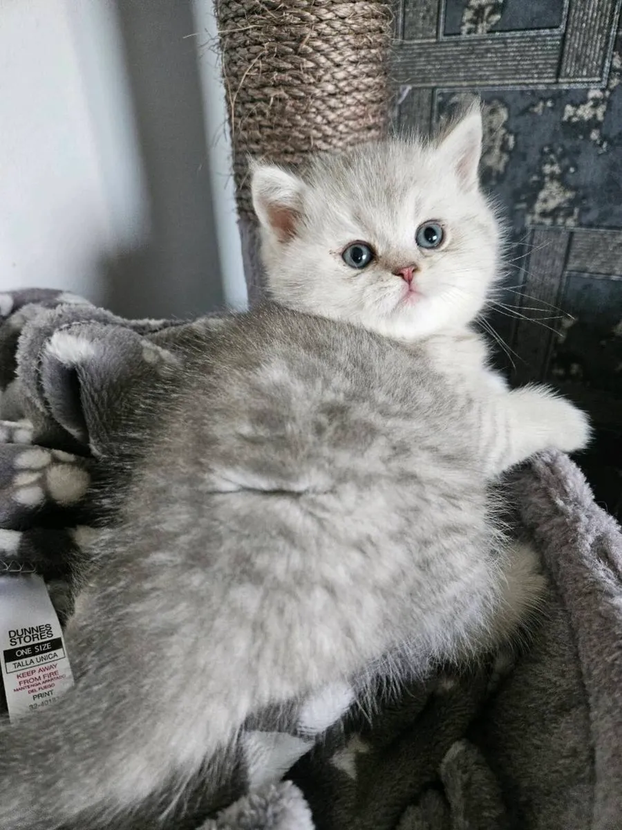 Scottish fold  and straight kittens - Image 4