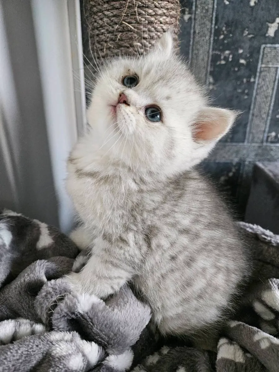 Scottish fold  and straight kittens - Image 1