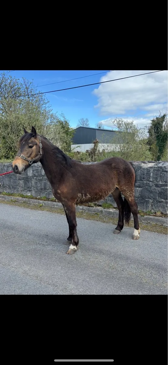 Smart Dun Filly - Image 4