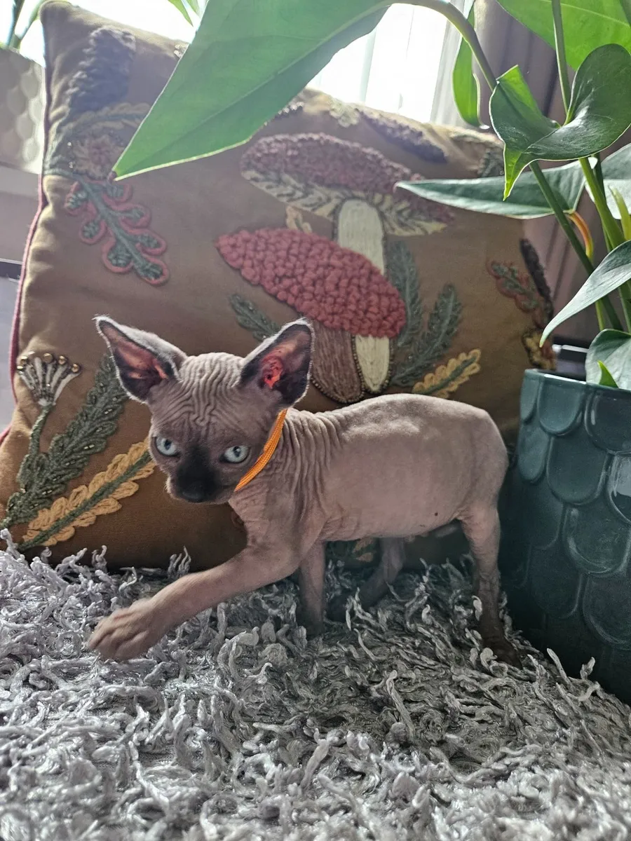 Sphynx kitten - Image 1