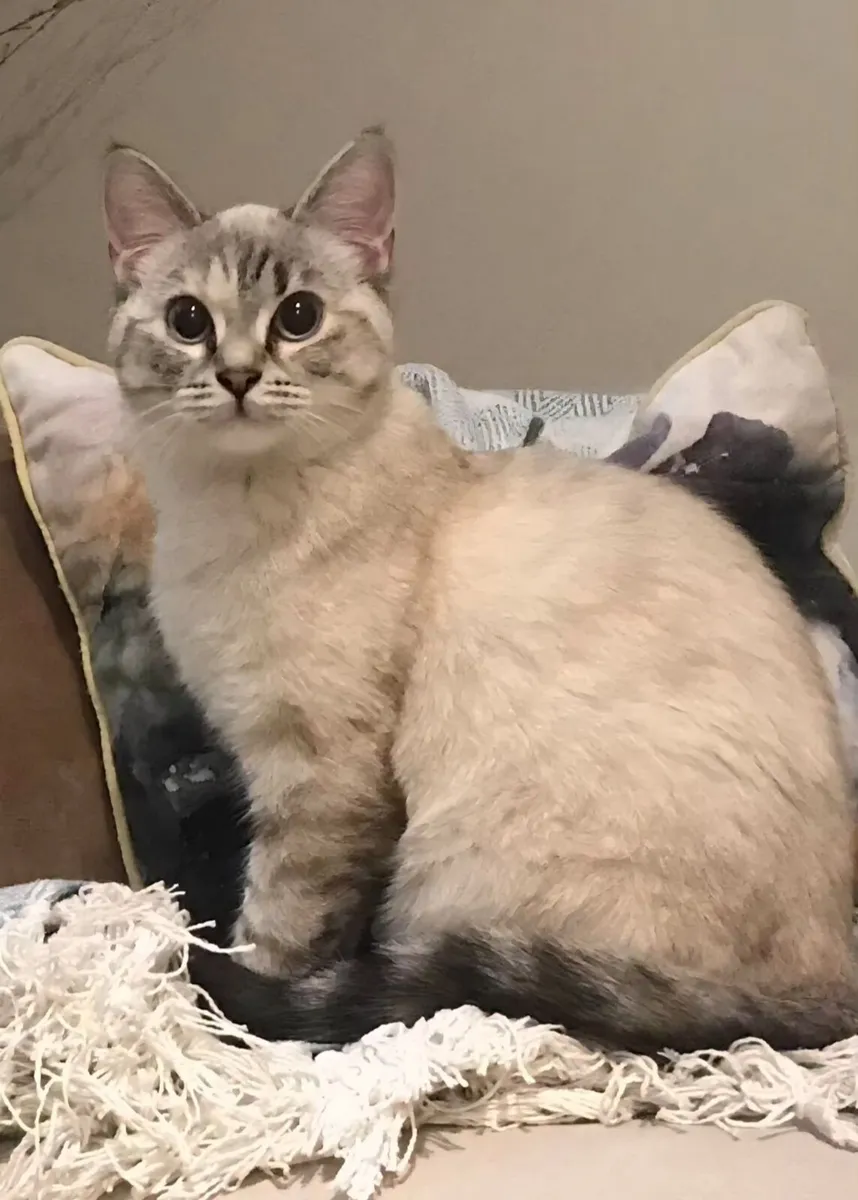 British shorthair X Ragdoll - Image 1