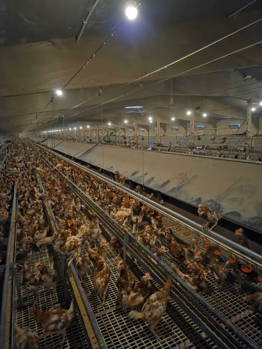 Poultry 2012 Jansen 8000 flat deck - Image 2