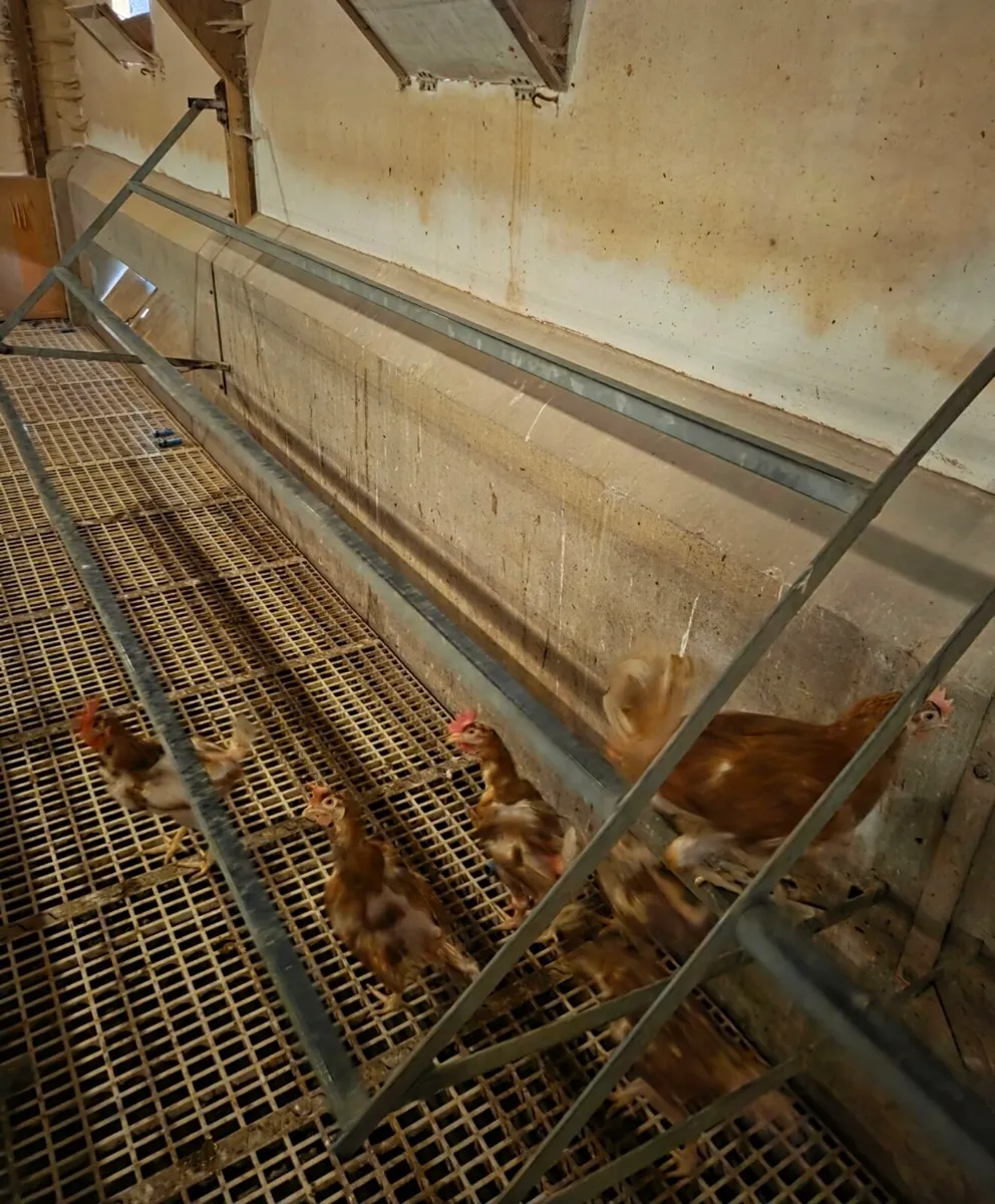 Poultry 2012 Jansen 8000 flat deck - Image 3