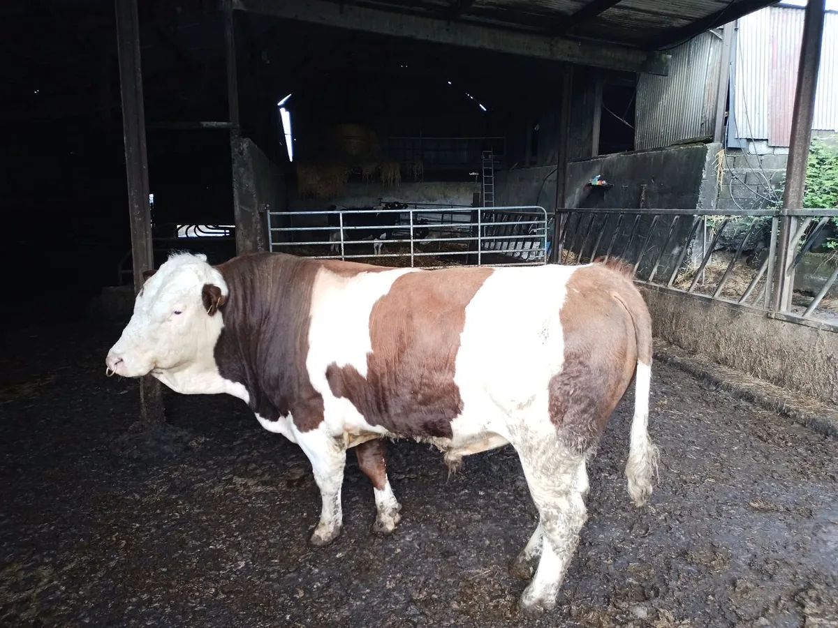 Fleckvieh bull - Image 1
