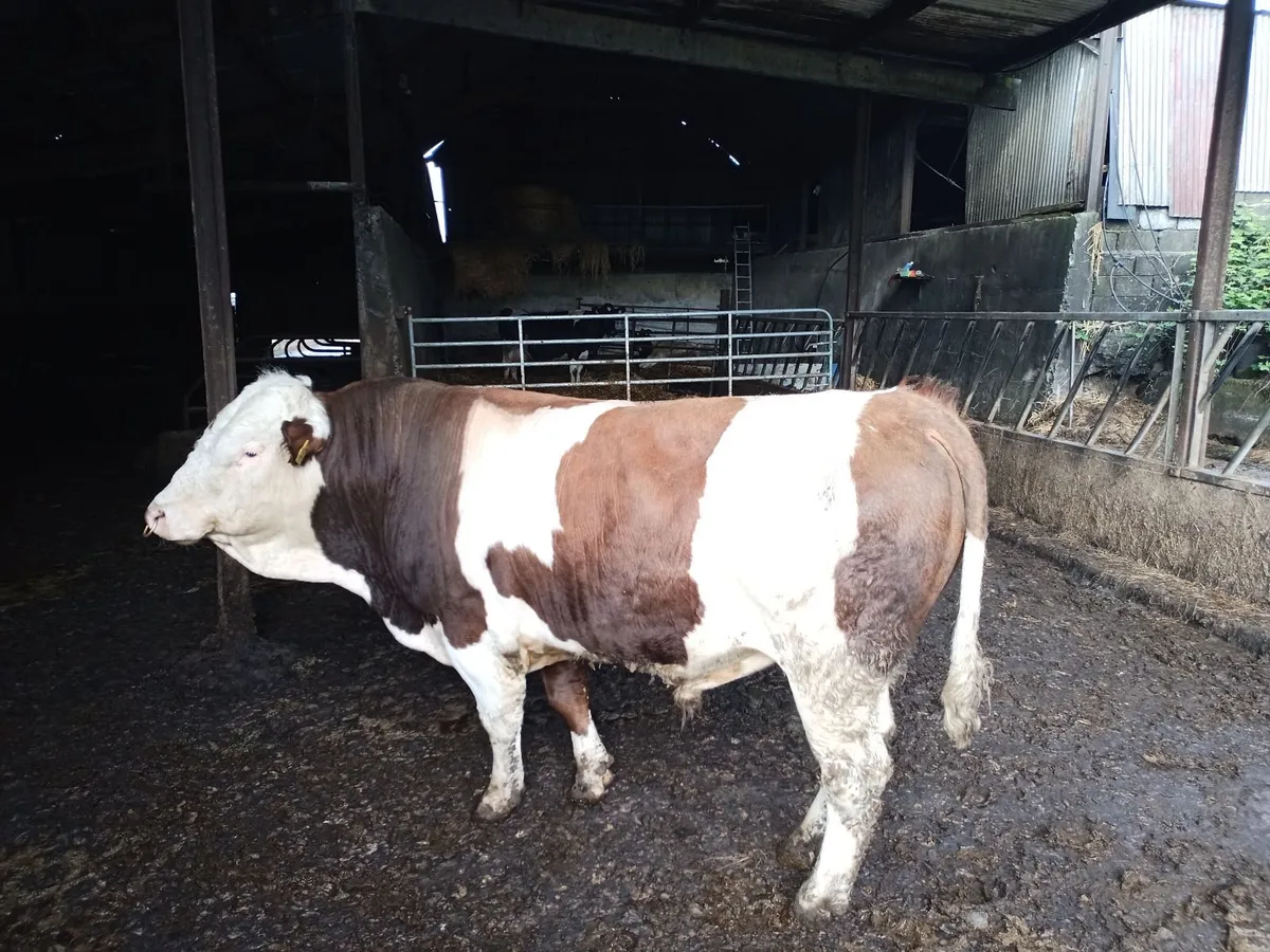 Fleckvieh bull - Image 3