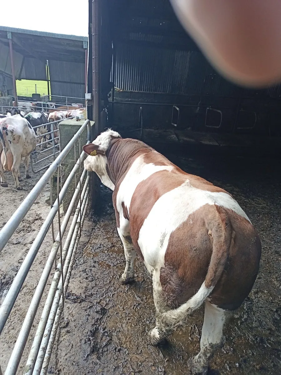 Fleckvieh bull - Image 2