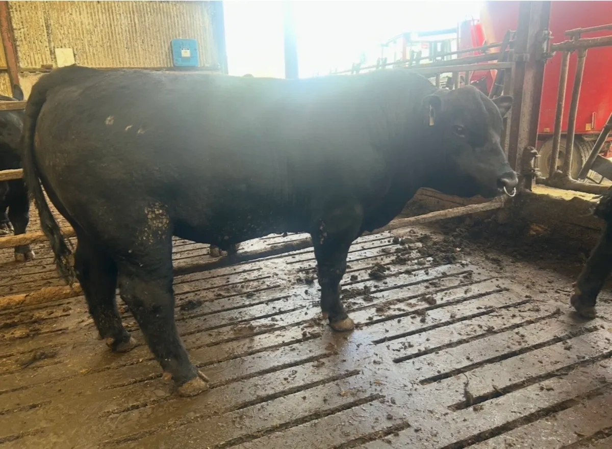Pedigree Bull Sale Kanturk Mart 9th May - Image 4