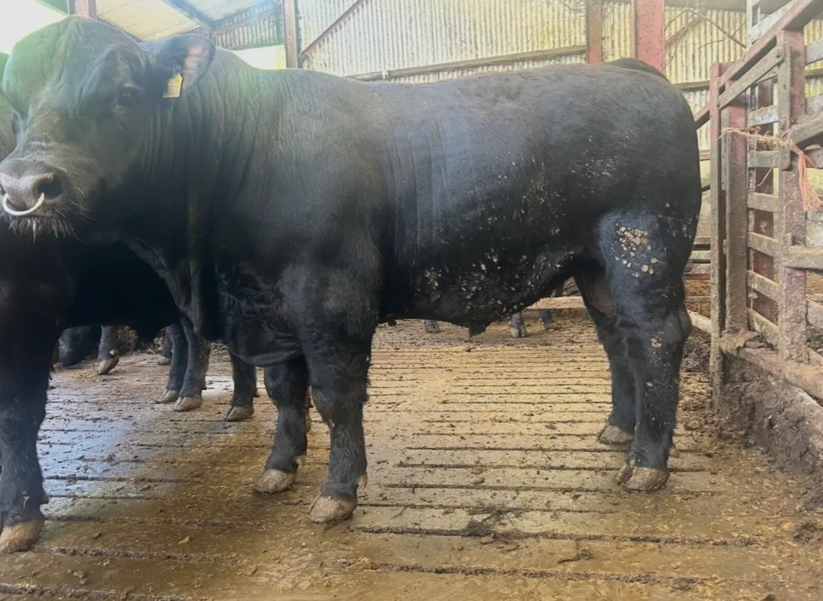 Pedigree Angus Bulls - Image 3