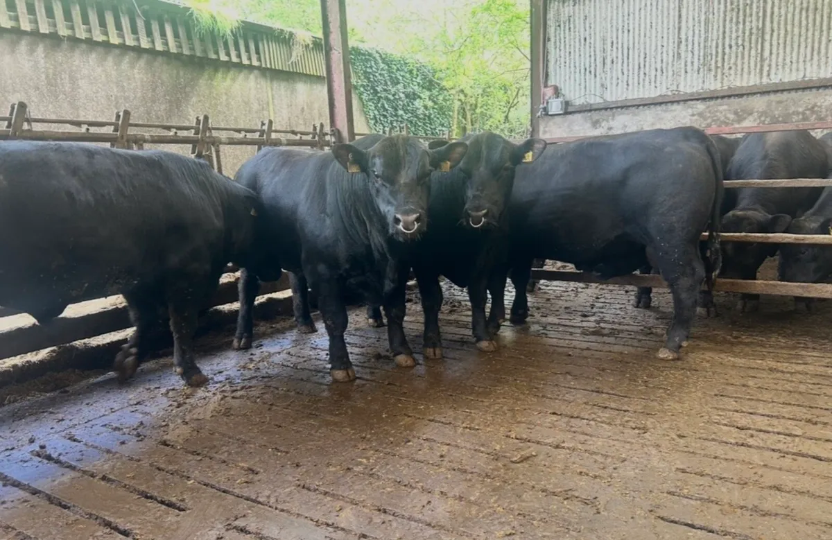 Pedigree Bull Sale Kanturk Mart 9th May - Image 2