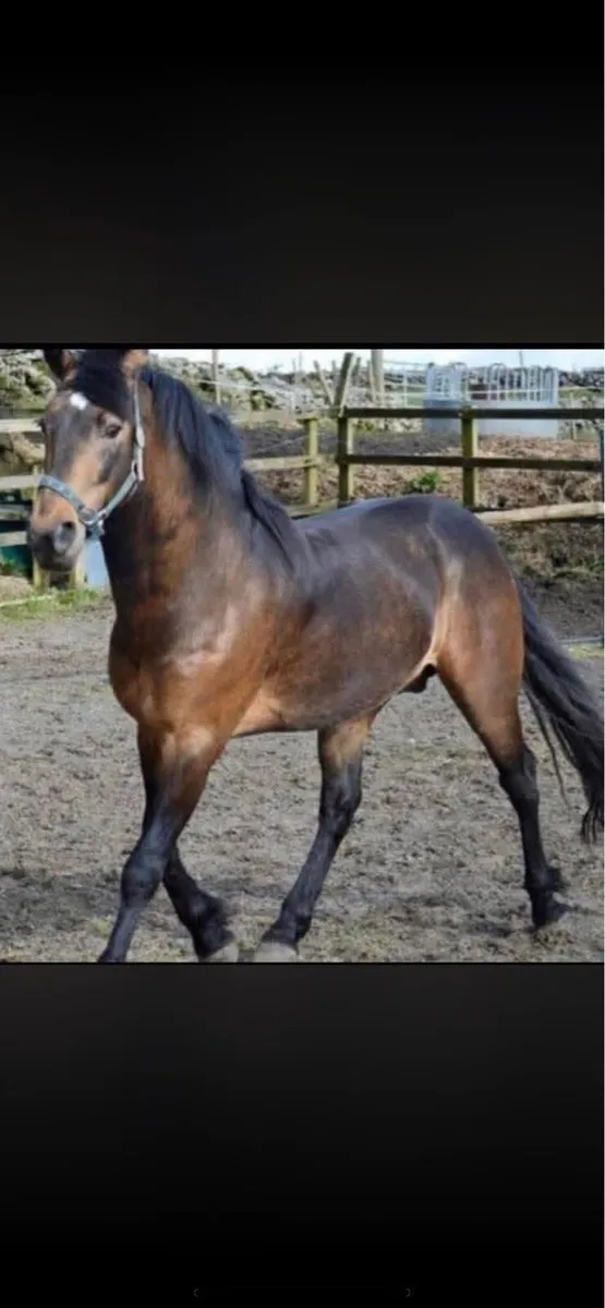 Stallion at Stud - Image 1