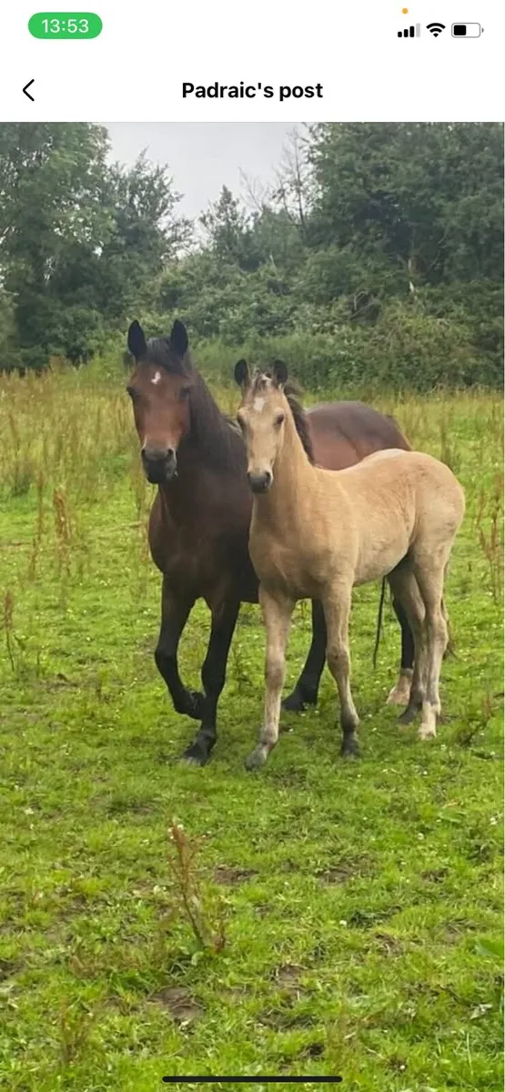Stallion at Stud - Image 2