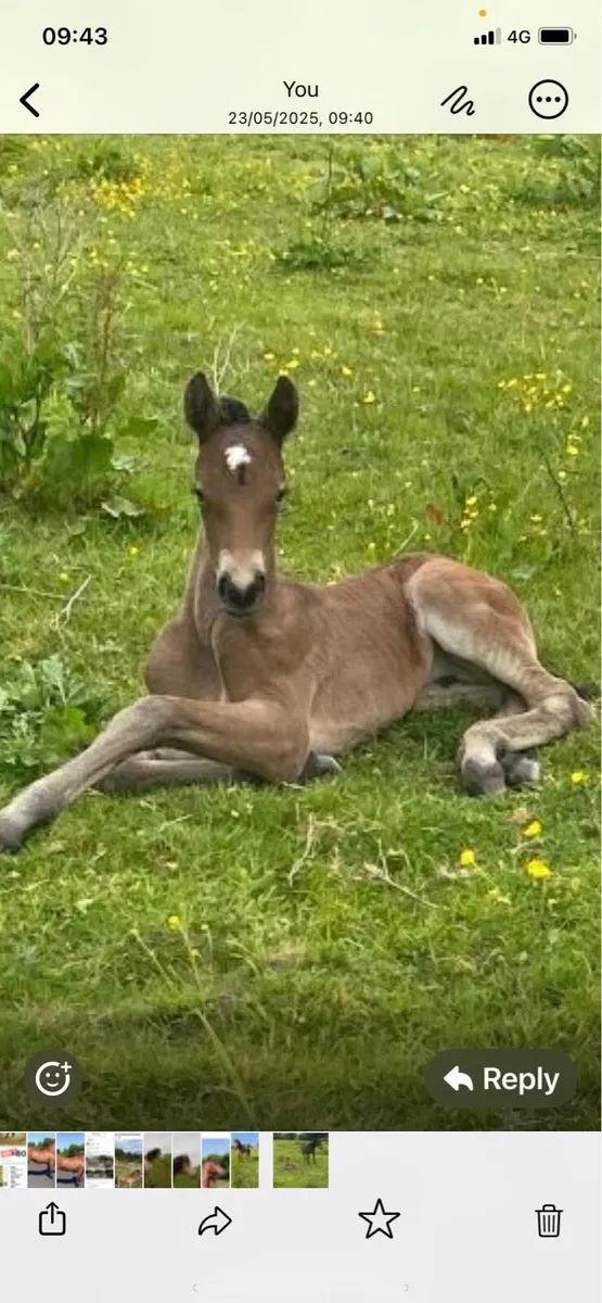 Stallion at Stud - Image 3