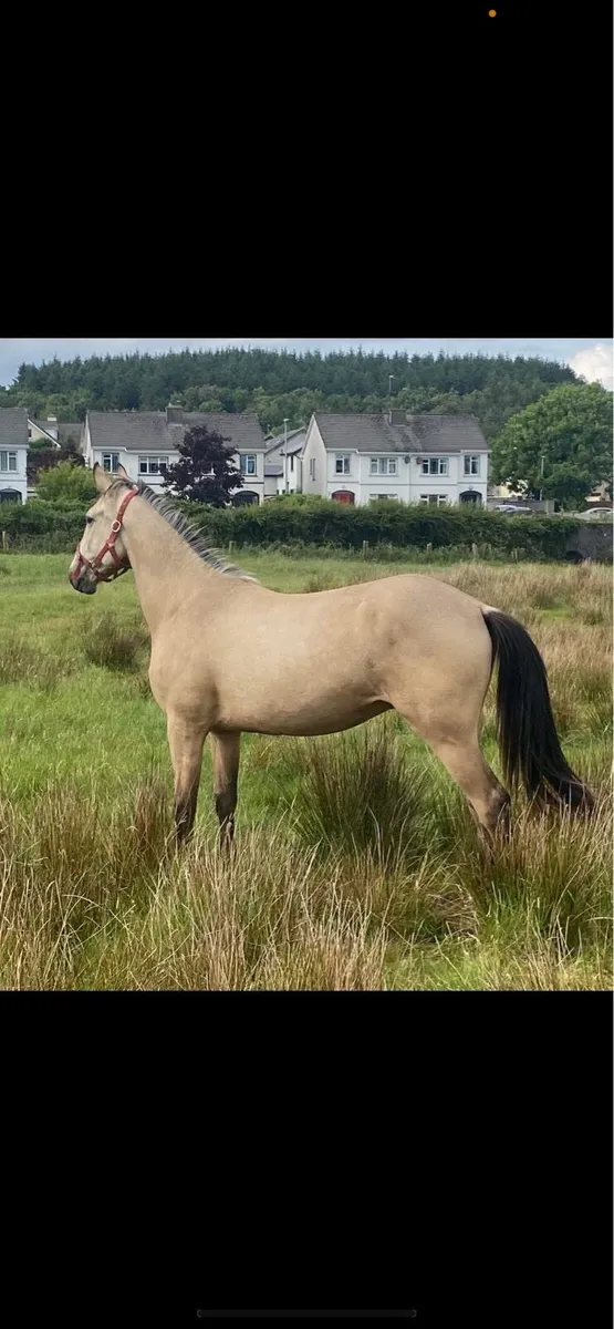 Stallion at Stud - Image 4