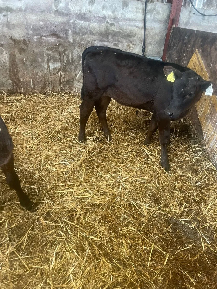 Limousine Calves - Image 1