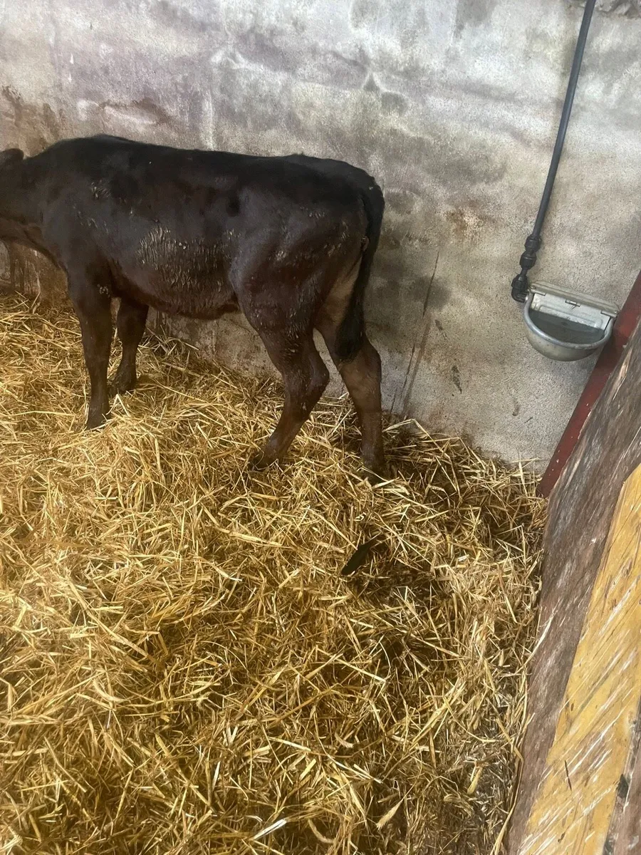 Limousine Calves - Image 2