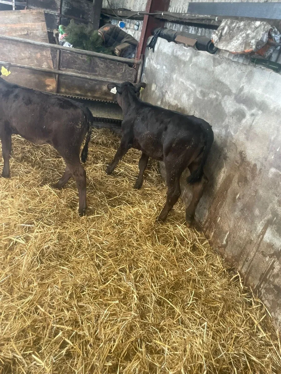 Limousine Calves - Image 3