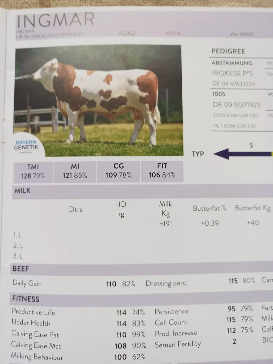 Fleckvieh bull - Image 4