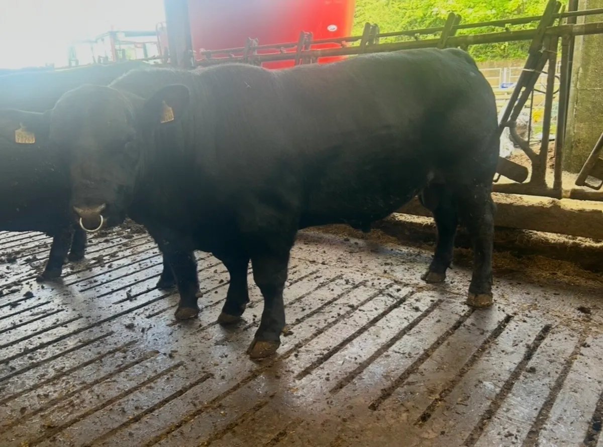 Angus bulls - Image 1