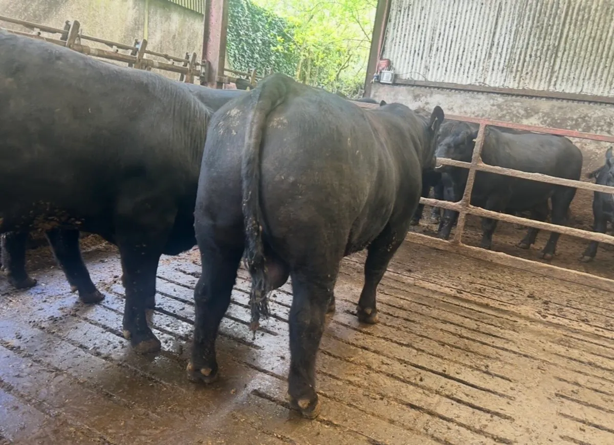 Angus bulls - Image 3