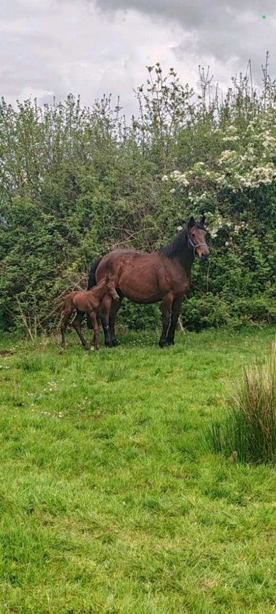 Broodmare with green book - Image 1