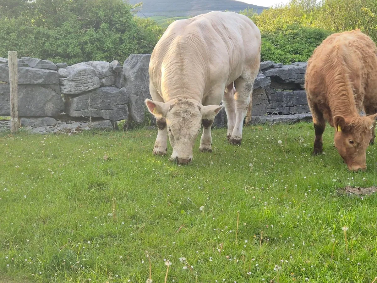 20 month - Charolais Bull - Image 4