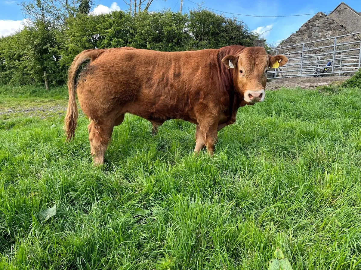 Limousin Bulls - Image 2