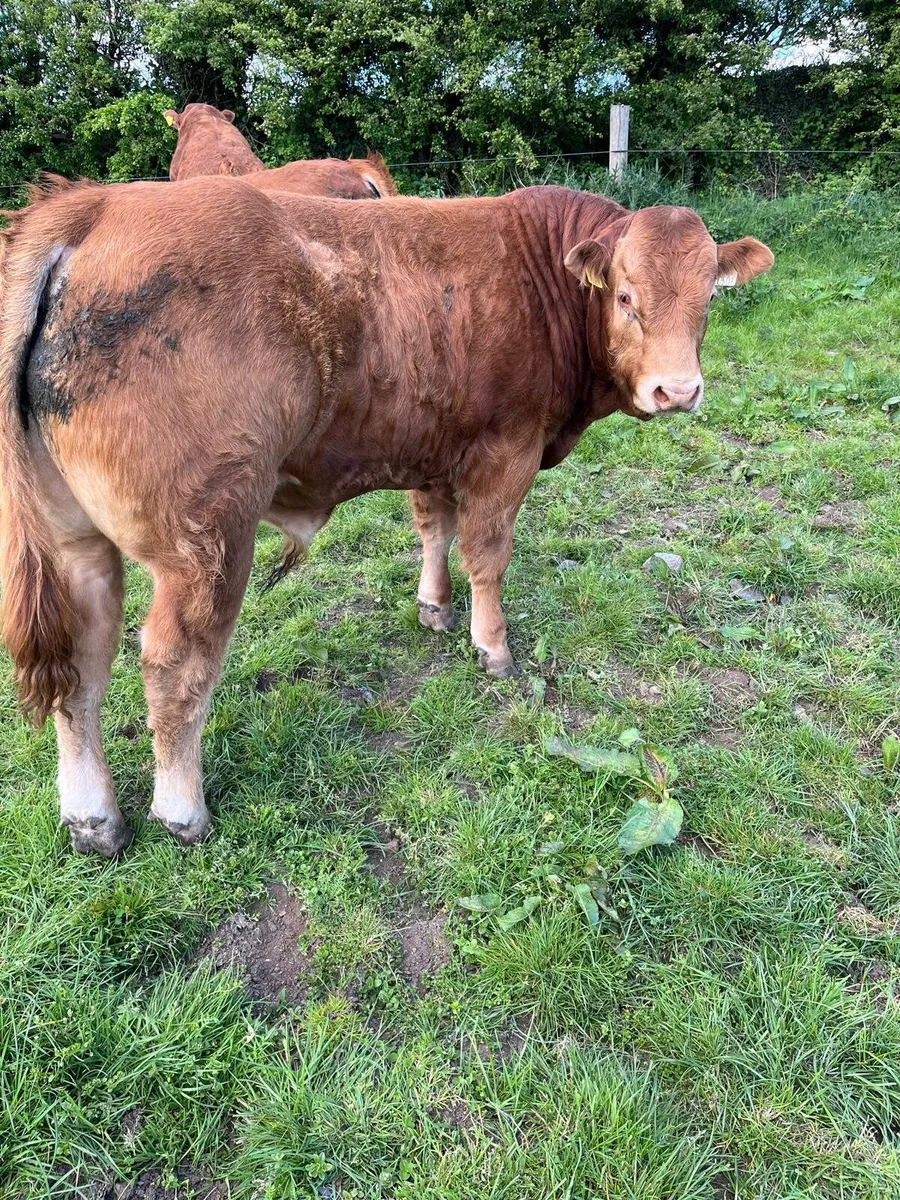 Limousin Bulls - Image 3