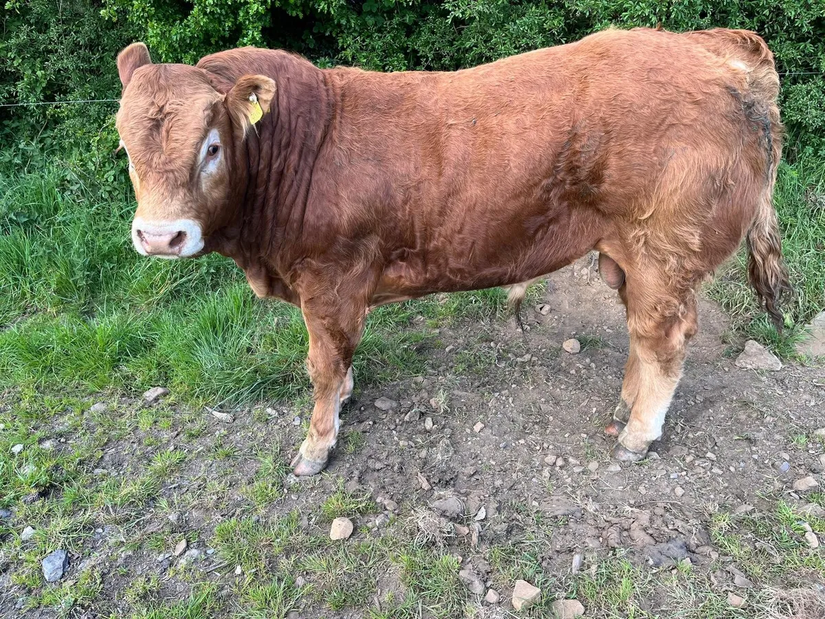 Limousin Bulls - Image 4