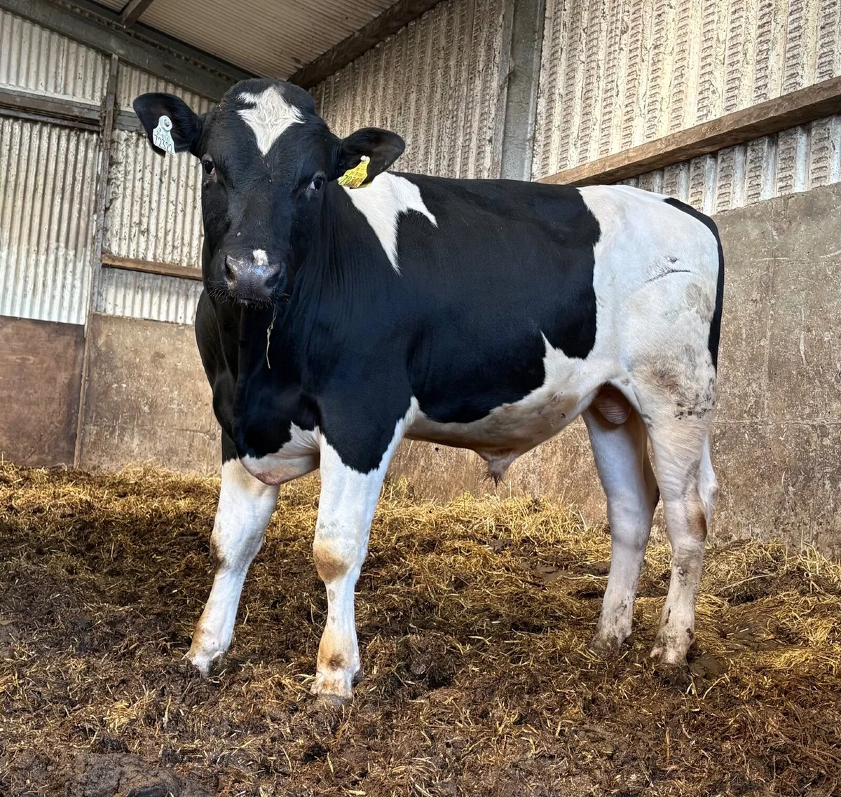 British Friesian Bulls - Image 1
