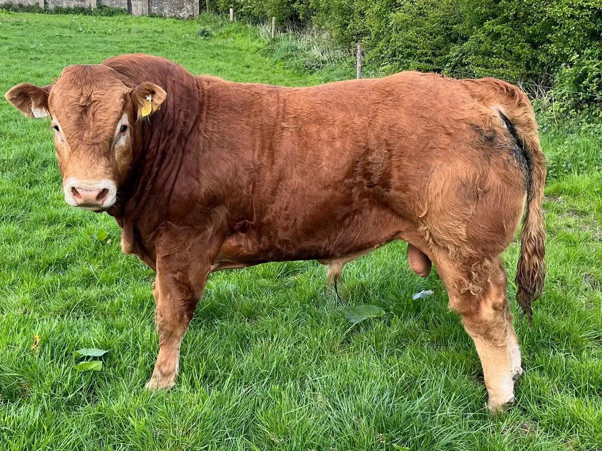 Limousin Bulls - Image 1