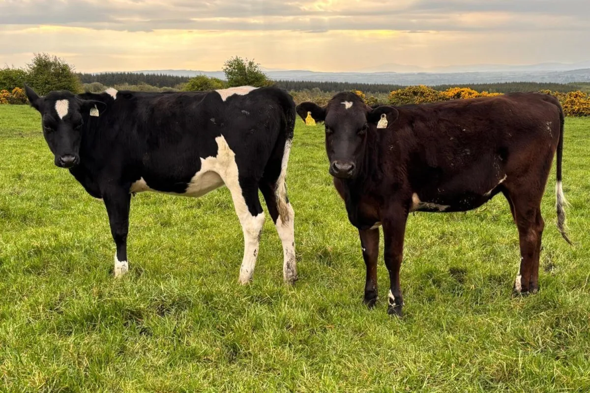 50 Xbred Heifers Strong Solids & Ready for Breedin - Image 1
