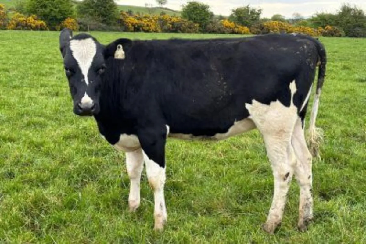 50 Xbred Heifers Strong Solids & Ready for Breedin - Image 3